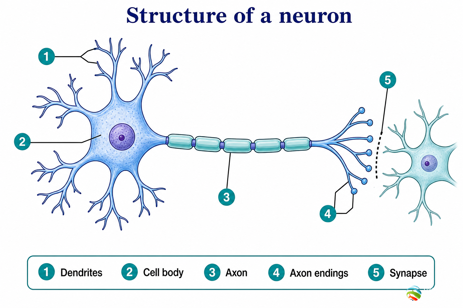 Structure of a neuron