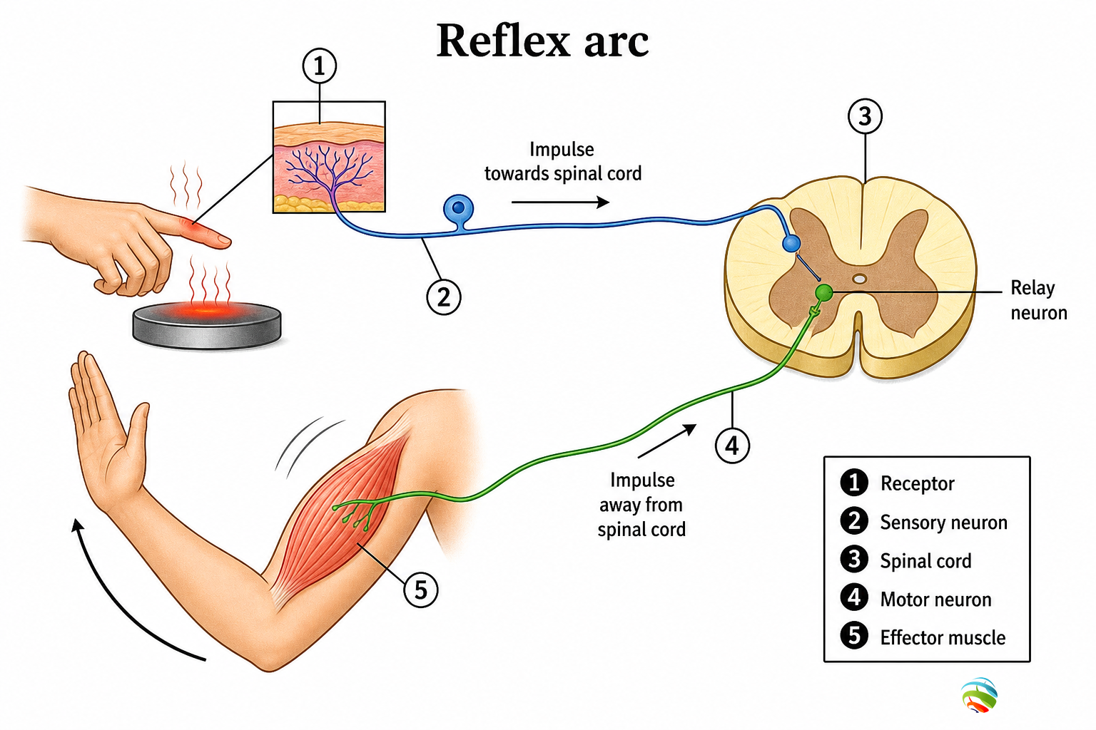 Reflex arc