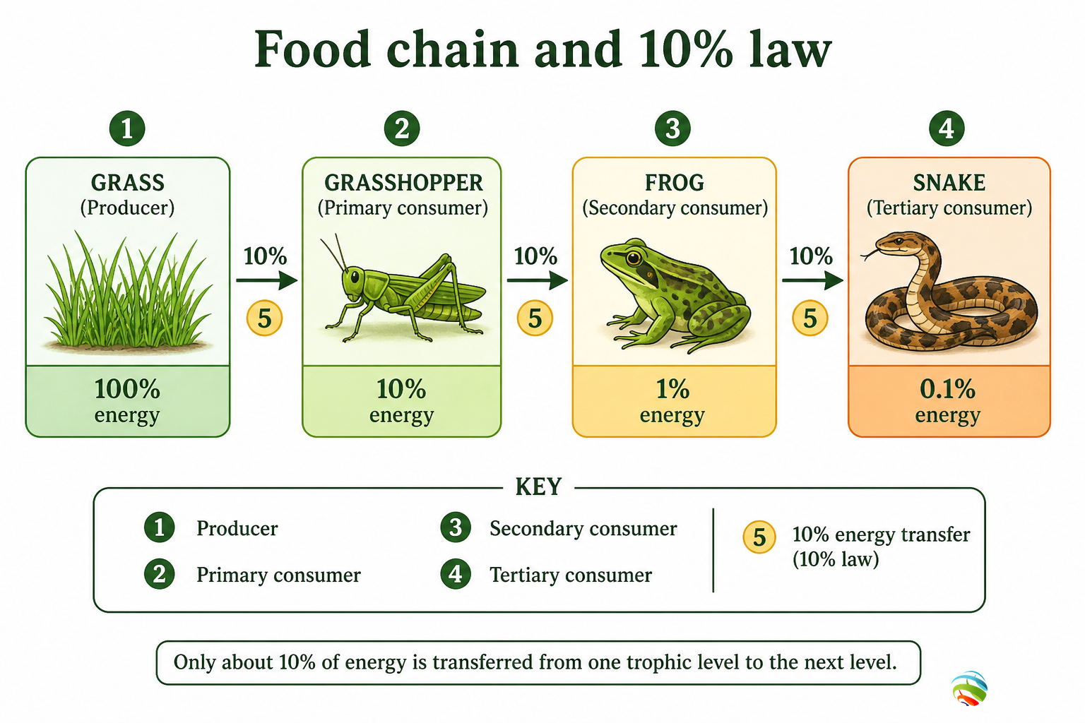 Food chain and 10% law