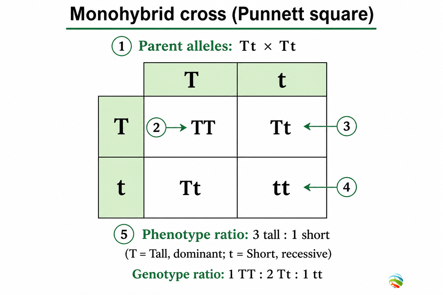 Monohybrid cross (Punnett square)