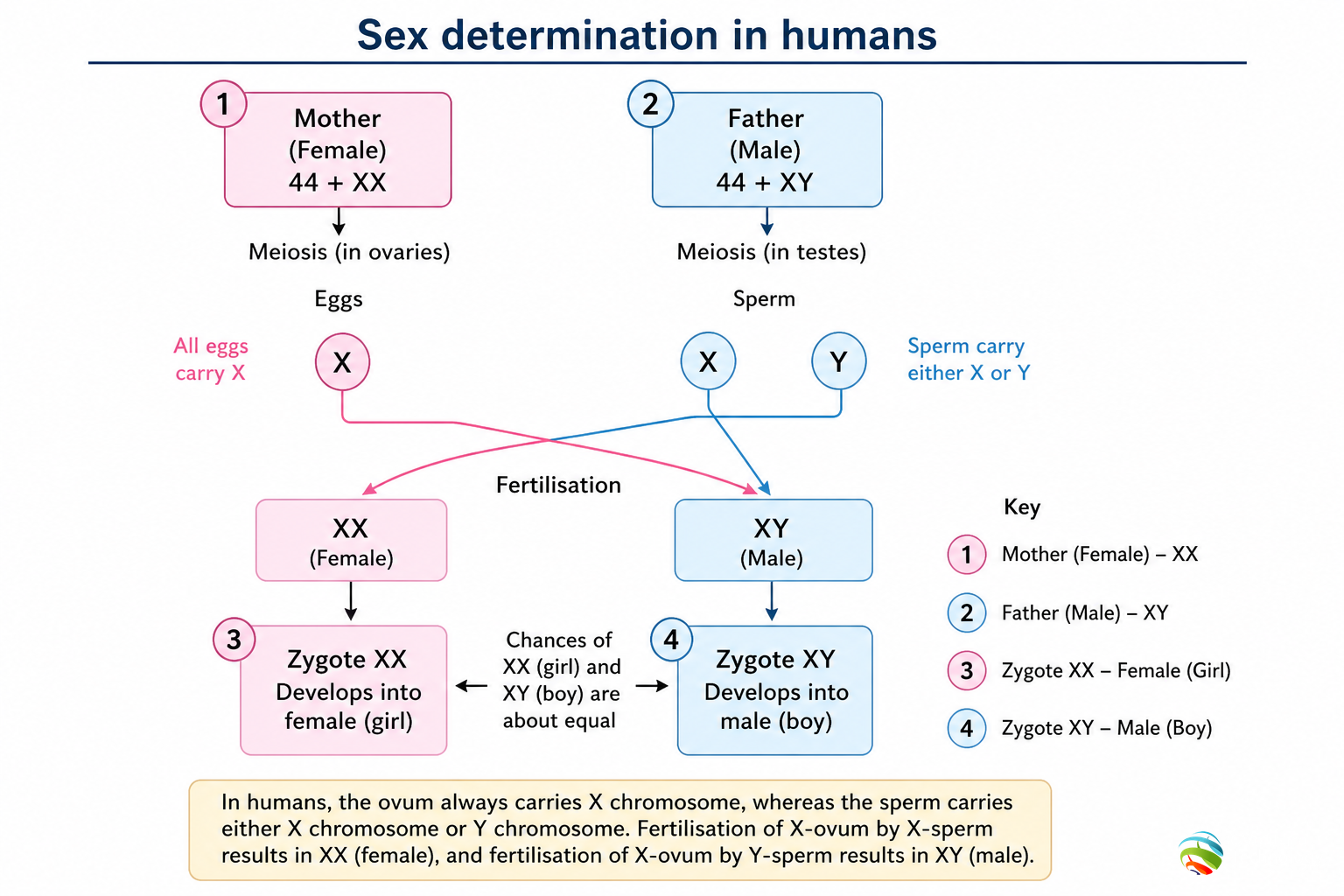 Sex determination in humans