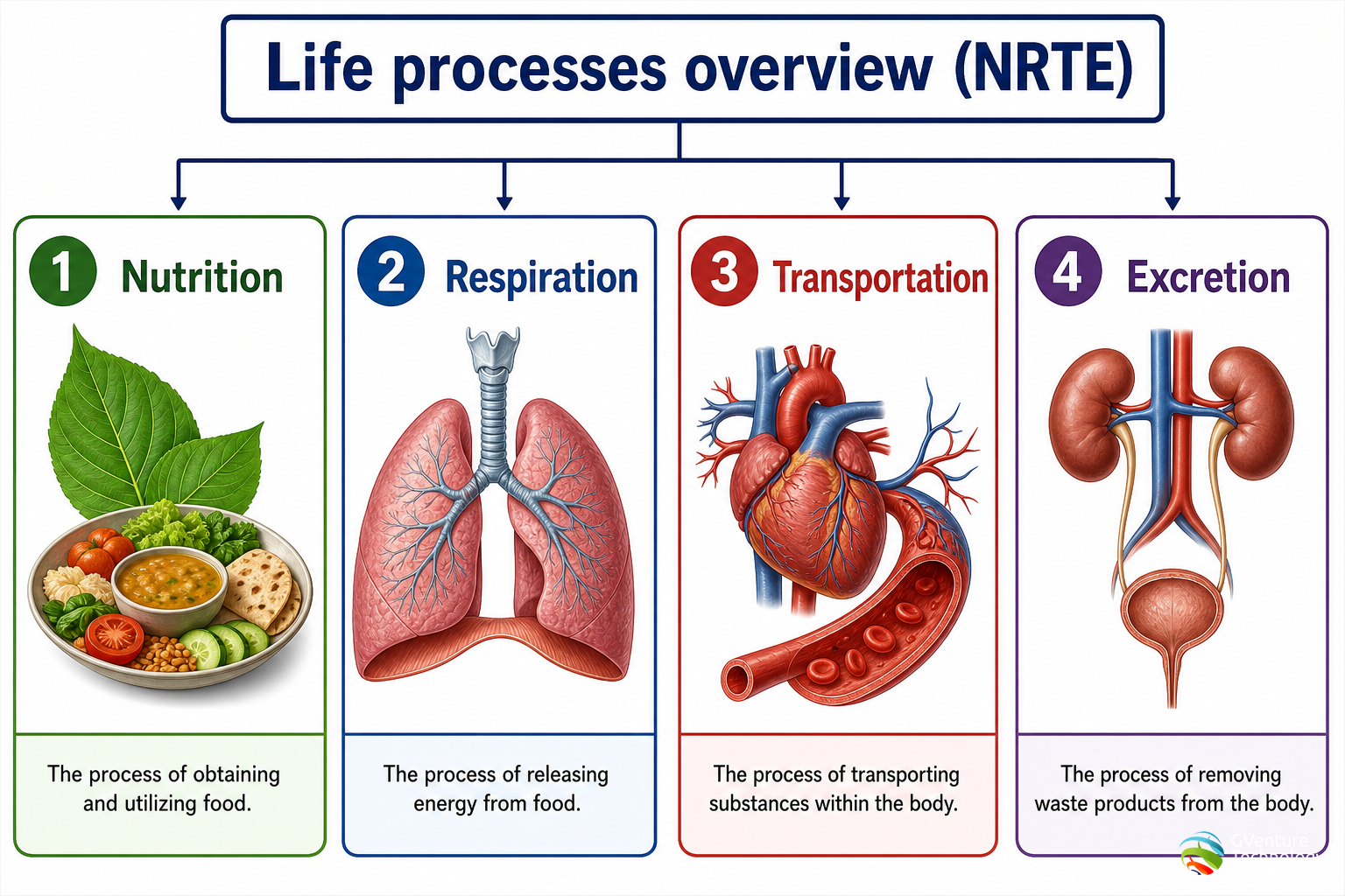 Life Processes decision map (NRTE)
