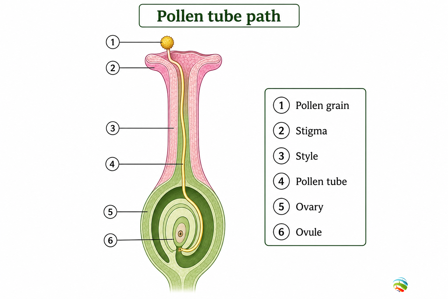 Pollen tube path